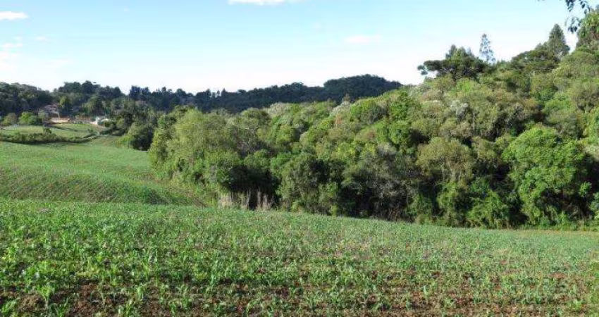 Terreno para Venda em São Bento do Sul, Centenário