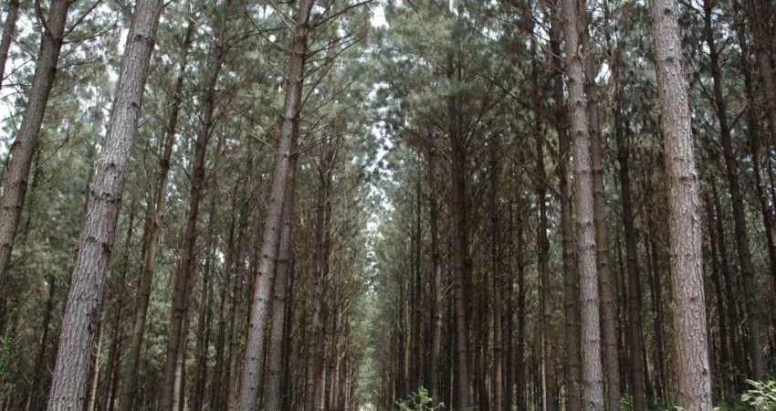 Fazenda à venda, 6000000.00 m2 por R$80000000.00  - Area Rural De Lages - Lages/SC