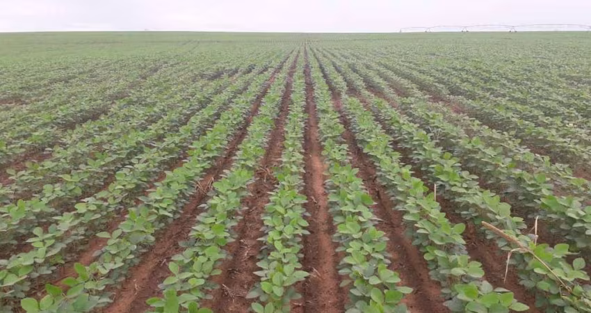Fazenda 1065 Alqueires, 700 Alqueires de Capim, 100 Alqueires de Soja, Milho, Rica em Água com Rio, Confinamento para 500 Bois, Ótima Localização