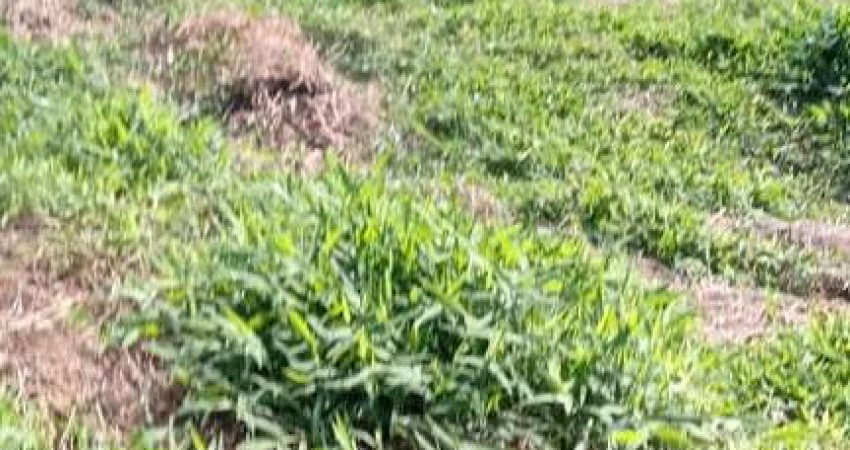 Sítio 27000m2, Casa 150m2, 3 Dormitórios, Muita Água, Tanques de Peixes, Bem Cercado, 6 km da Cidade, Estrada Cascalhada