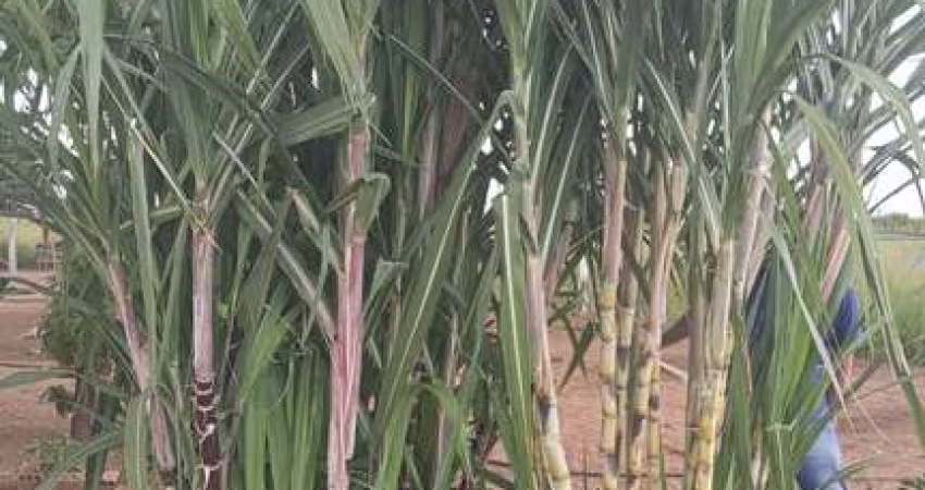FAZENDA A VENDA NO ESTADO DO MATO GROSSO ??  Localizada no Município de Barra do Garças - MT  *VALOR: ? R$ 18.000.000,00 (DEZOITO MILHÕES DE REAIS)