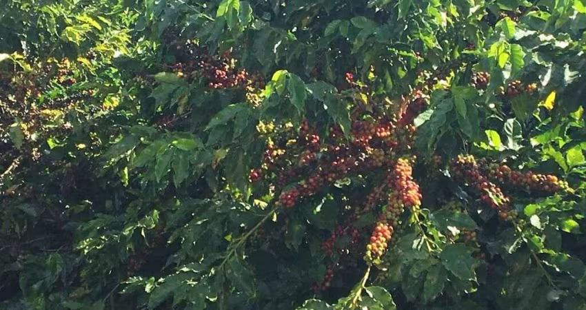 FAZENDA INCRÍVEL EM GUIMARÂNIA/MG