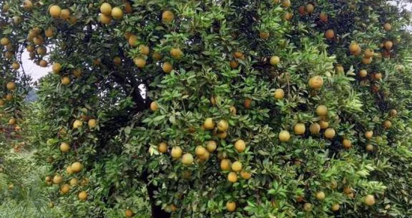 FAZENDA DE LARANJAS EM CAMPINA VERDE/MG