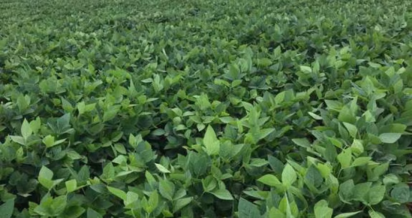 Fazenda  soja com 1.300 hectares Formados
